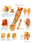 Blood Vessels & Nerve Pathways - Anatomical Chart